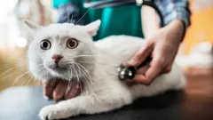 Drei häufige Gewohnheiten, die die Gesundheit Ihrer Katze ruinieren (ohne dass Sie es merken)