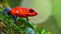 Schön wie ein Regenbogen, tödlich wie Gift: Die kleinen Killer des Dschungels