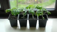 Warum nicht sofort nach dem Keimen düngen: ein häufiger Fehler bei Tomaten und Paprika