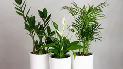 Pflegeleichte Zimmerpflanzen für Anfänger: Drachenbaum, Schwiegermutterzunge und weitere Favoriten