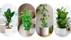 Wie du einen Ficus für deine Wohnung auswählst, damit er keine Blätter verliert?