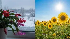 Fotoperiodismus einfach erklaert: So lesen Pflanzen Licht und ununterbrochene Nacht
