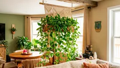 Die Pflanze, die Fülle symbolisiert – Efeutute und Regeln zur Platzierung