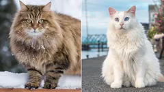 Die größten Katzenrassen: kurzer Überblick, Vor- und Nachteile