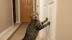 5 Arten von Katzenlauten: Was sagt uns eine Katze?