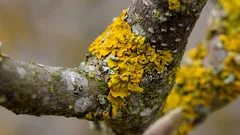 Flechten auf Obstbäumen sind keine Krankheit: Was sie Ihnen über Ihren Garten verraten