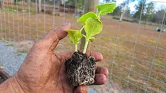 Die Wurzelzone entscheidet: Was tun, damit sich die Setzlinge nach dem Umpflanzen besser anpassen?