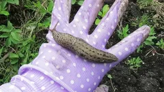 Warum Schnecken über Nacht auftauchen – und was du dagegen ohne Chemie tun kannst